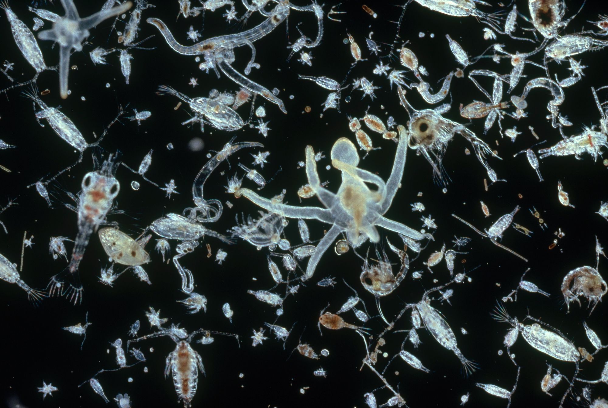 organisme akuatik-plankton