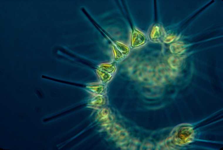 Organisme Akuatik: Plankton, Nekton, dan Bentos