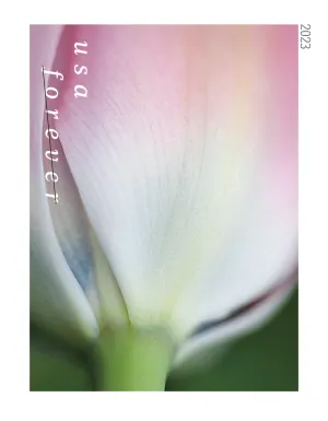TulipBlossoms-StrikedStamp-2