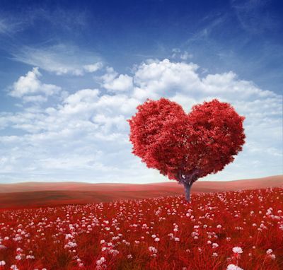 Heart of leaves. Heart of leaves.