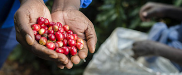 970x404-Hands with coffee beans