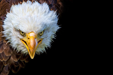 US angry eagle