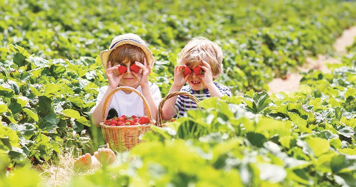 A girl and a boy picking strawberries.