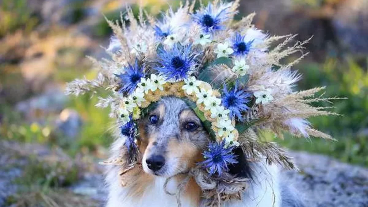 1.palkinto-pirjo-koppi-mohikaani office