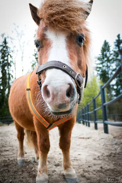 Poni