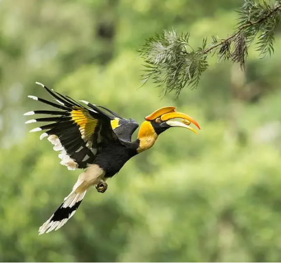 Great Indian Hornbill