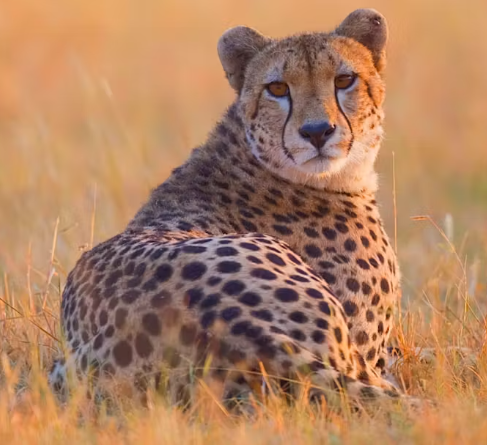 Cheetah