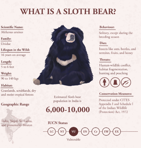 Sloth bear
