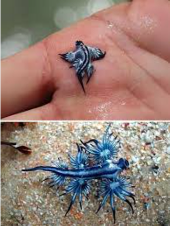 Blue Dragons