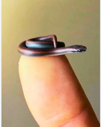 Barbados threadsnake