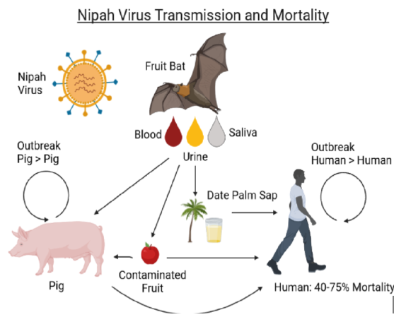 Nipah Virus (NiV)
