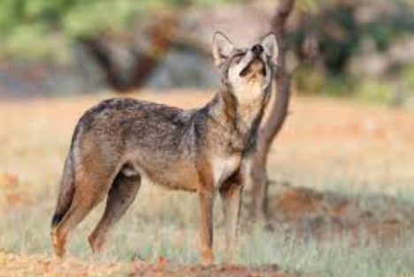 Indian Grey Wolves Indian Grey Wolves