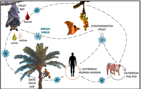 Nipah Virus