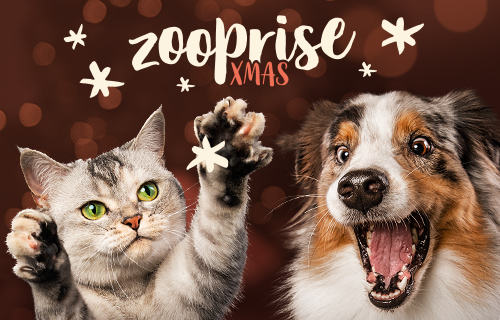  DE zooprise xmas general background banner 