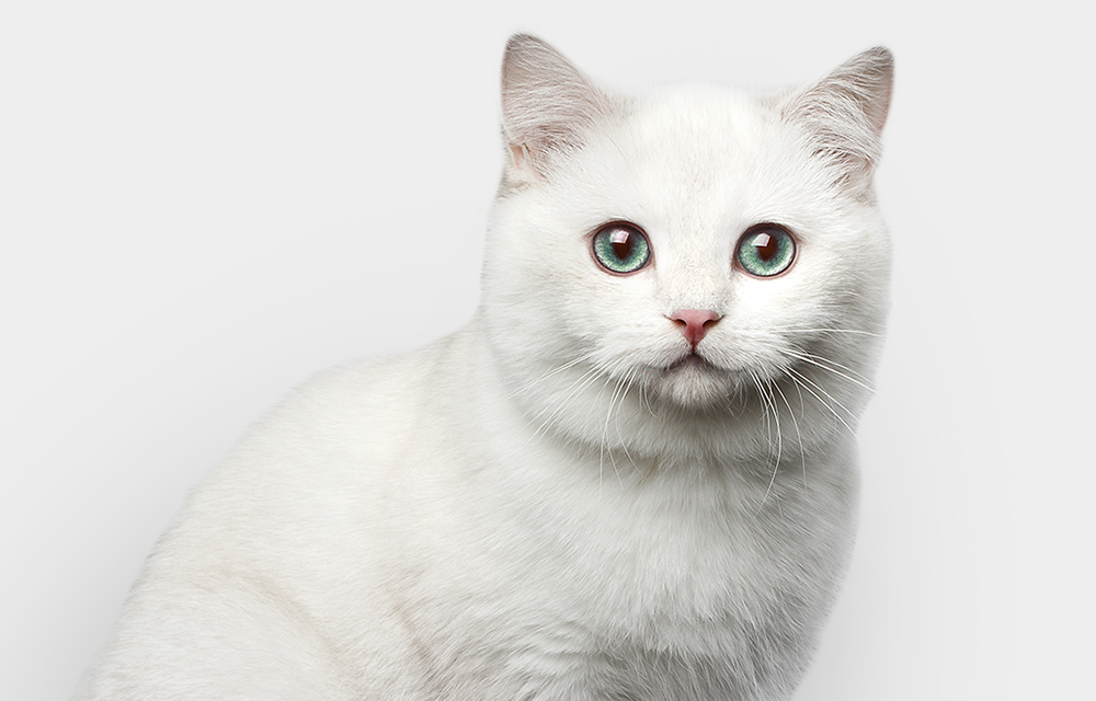 Ungezieferschutz für Katze