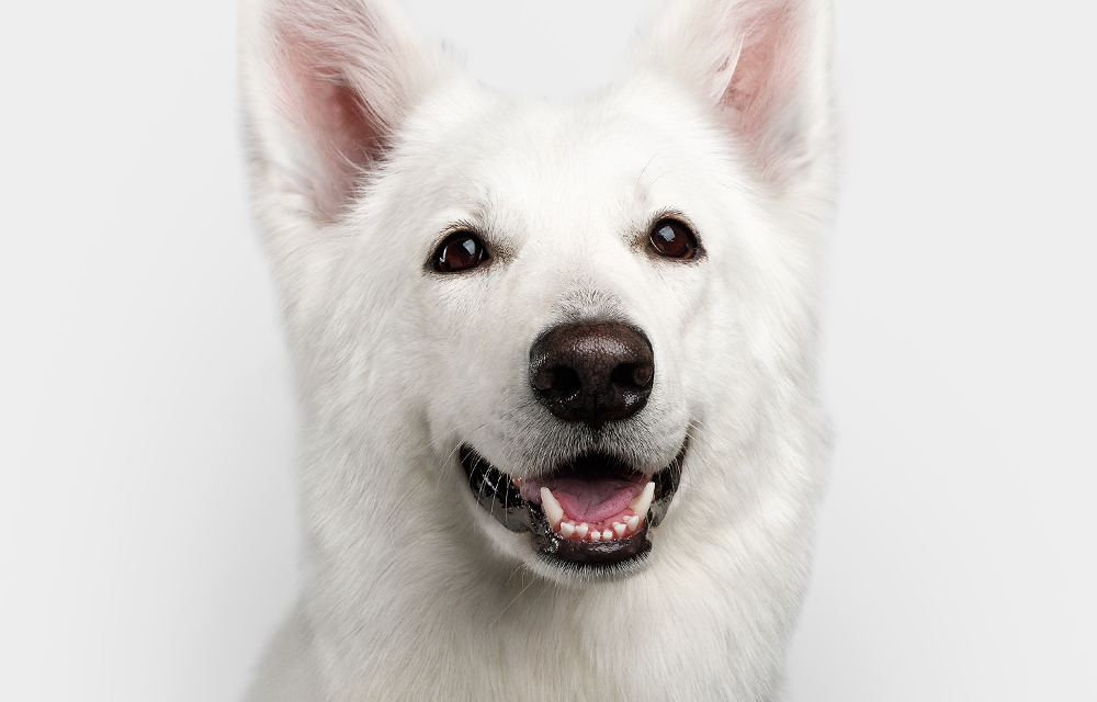 Ungezieferschutz für Hund