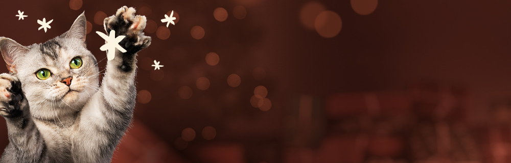 Machen Sie Ihrer Katze eine Freude!