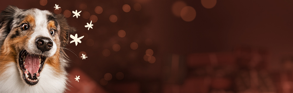 Machen Sie Ihrem Hund eine Freude!