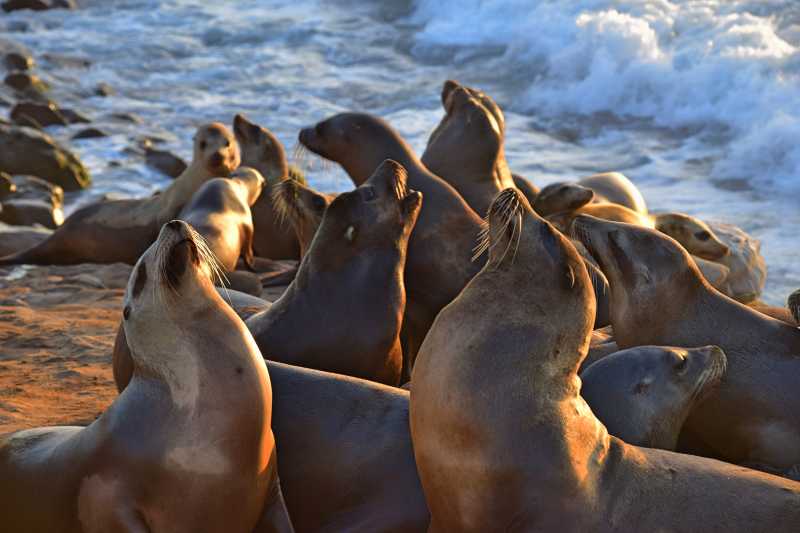 Seals on shore