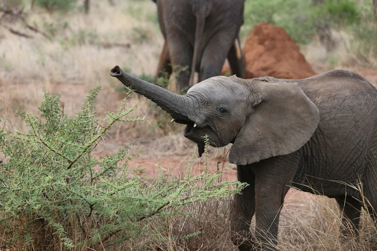 Shrinking Elephants