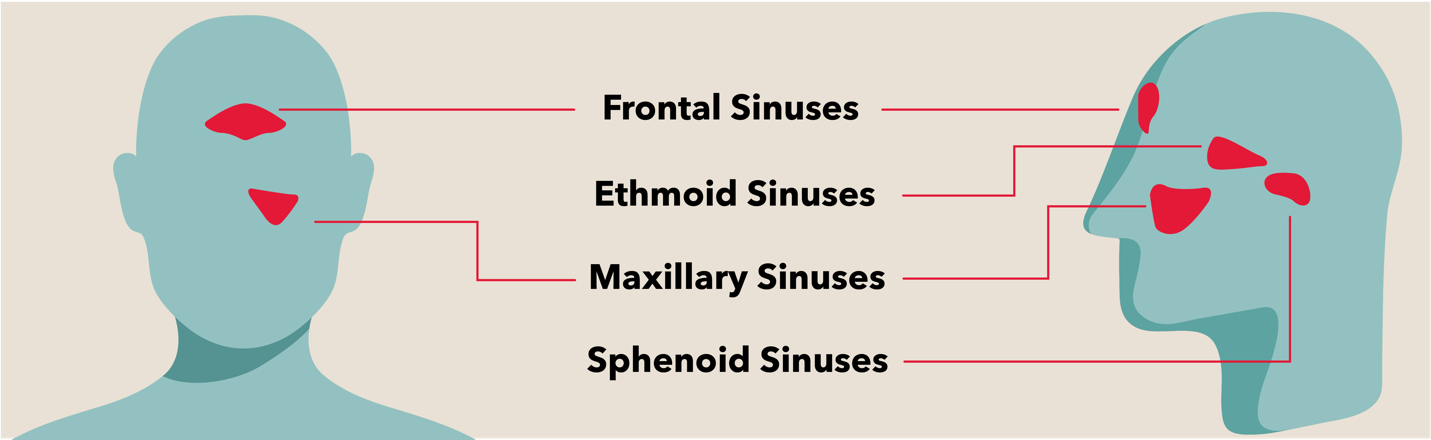 All About Sinuses