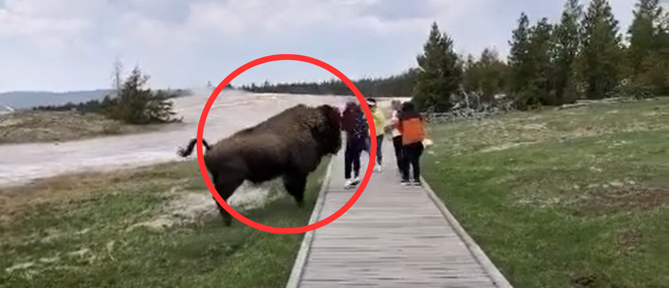 Woman Nearly Gored To Death After Trying To Pet Bison In Yellowstone National Park