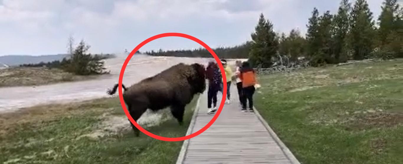 Woman Nearly Gored To Death After Trying To Pet Bison In Yellowstone National Park