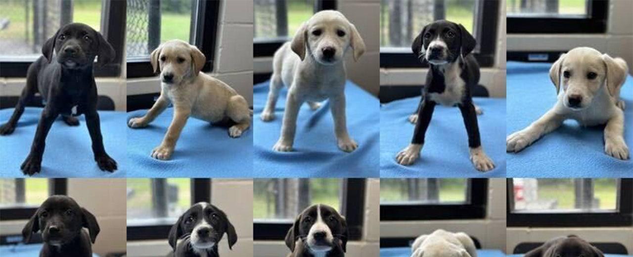 10 adorable puppies dumped on side of road in Georgia looking for forever homes