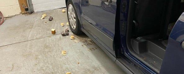 Connecticut bakery workers left terrified after hungry black bear barges in, steals 60 cupcakes