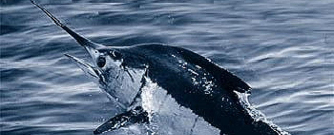 North Carolina blue marlin fishing tournament ends in controversy after 619-pound catch is disqualified