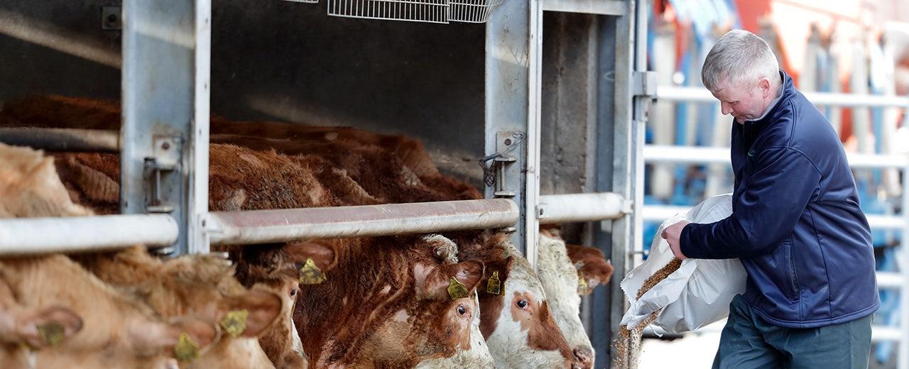 Elon Musk, farmers torch Ireland government proposal to slaughter 200K cows to meet EU climate change goals