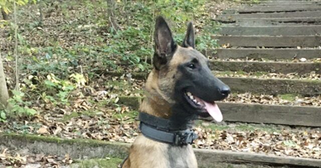 North Carolina K9 Gets Bulletproof Vest