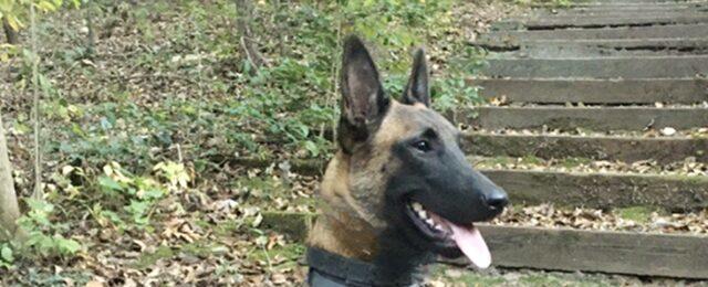 North Carolina K9 Gets Bulletproof Vest