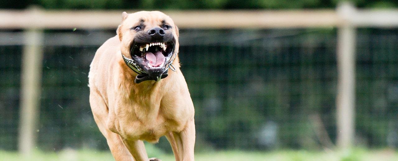 Minnesota man mauled, killed by four pit bulls in deadly attack