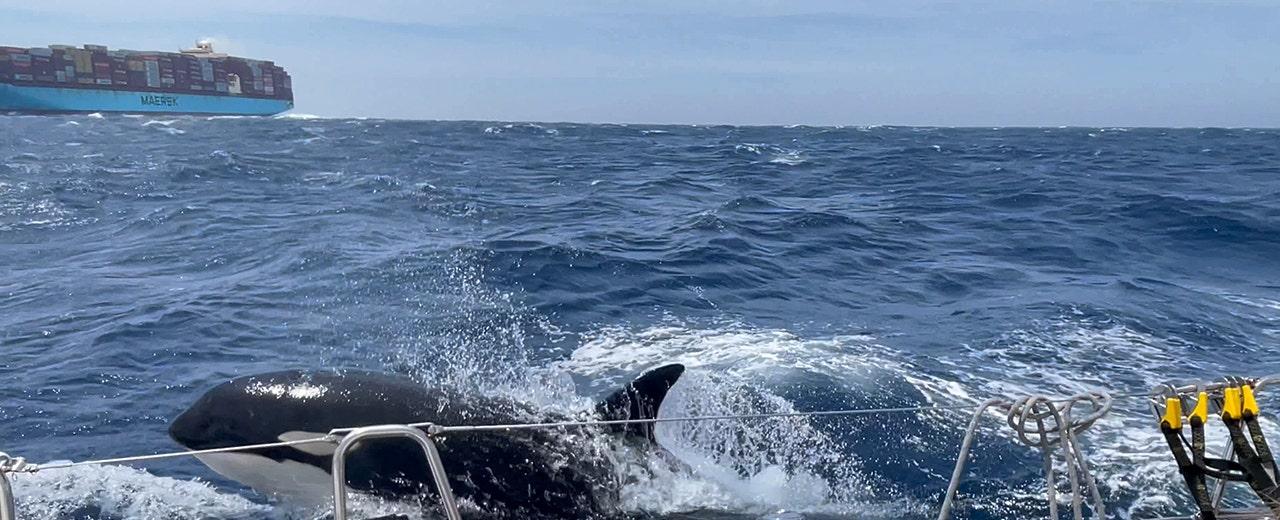 Killer whales ram boat off the coast of Morocco: 'We were sitting ducks,' says 'petrified' couple