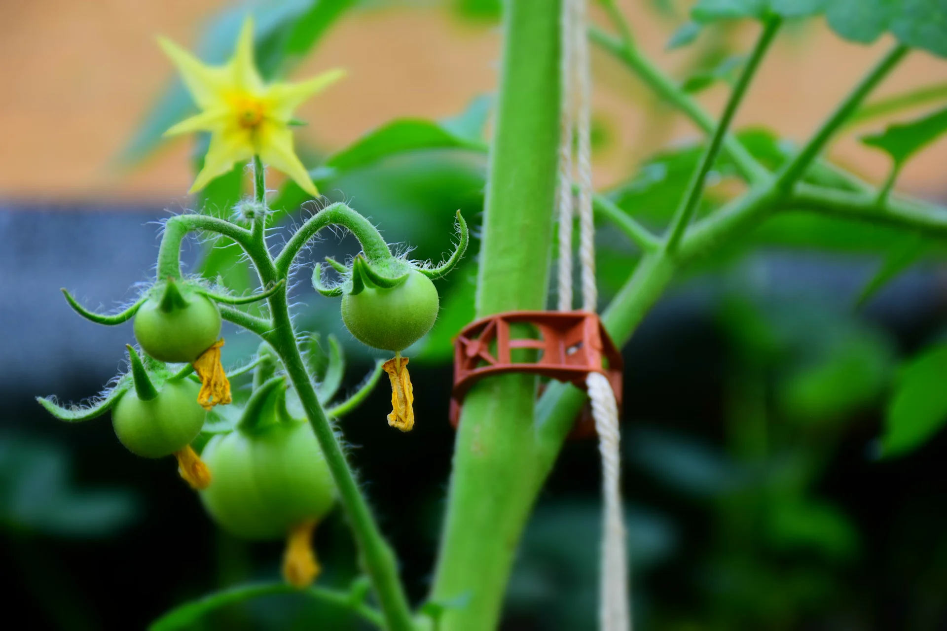Plant clip Plant clip