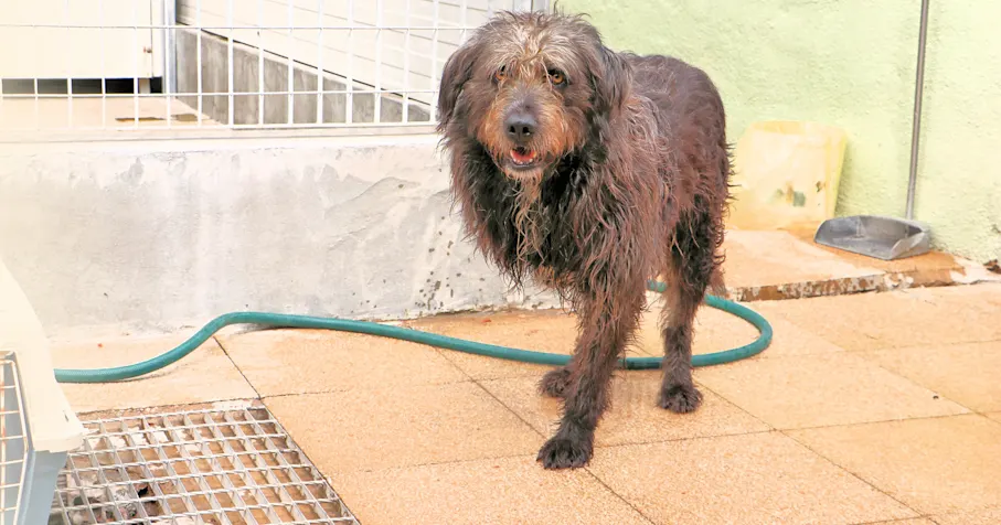 Patenschaft gesucht HP 1440x756 hell