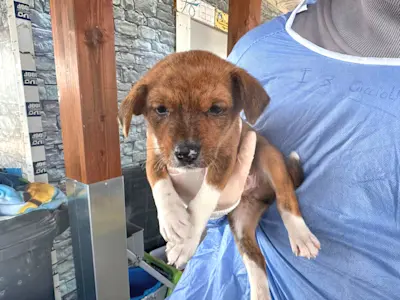 Glückspilze Rüde1 425 1