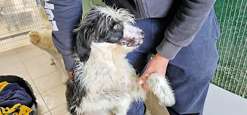 Bringiolina-durchgang