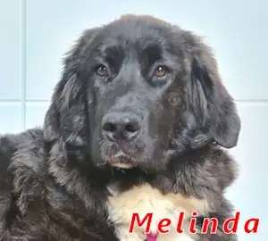Bild von Melinda