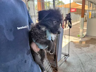 I Nocciolini, Rüde 090, 825 1