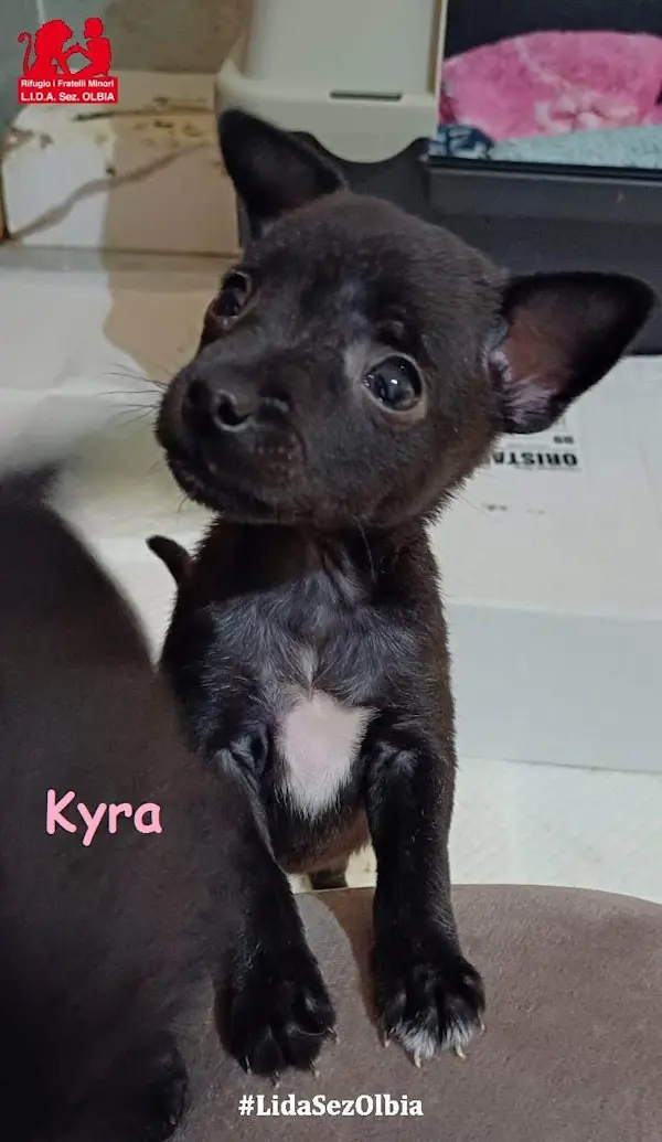 Kyra 2