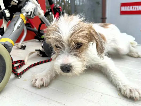 Rudalzini Maedel 2 2