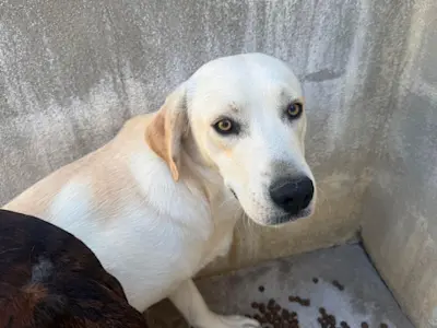 Benvenuto 926 3