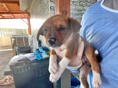 Glückspilze Rüde1 425 2