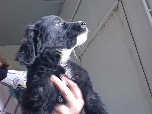 Nerina Piccolina 326 2