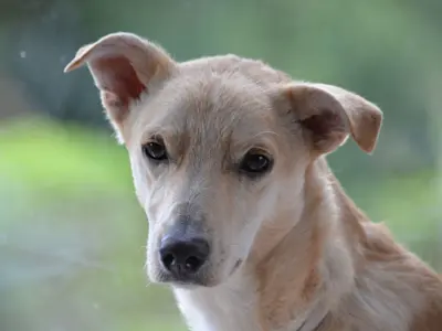 Giovanni Piccolo 825 2