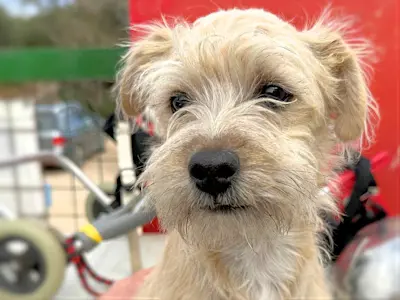 Rudalzini Maedel 1 43