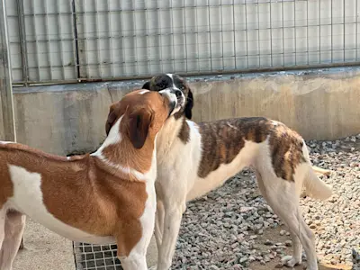 Nadine und Nox 525 1