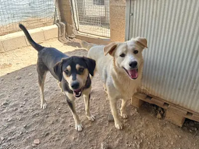 Angel und Robin Hood 625 1